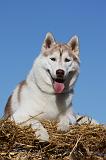 SIBERIAN HUSKY 693